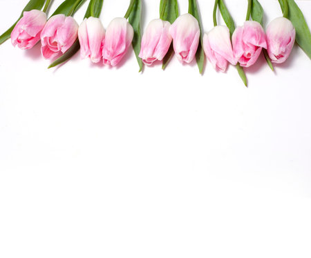 Blossoms of pink tulips on a white backgroundの写真素材