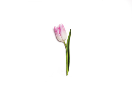 Pink tulip isolated on white background.の写真素材