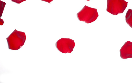Rose petals isolated on white backgroundの写真素材