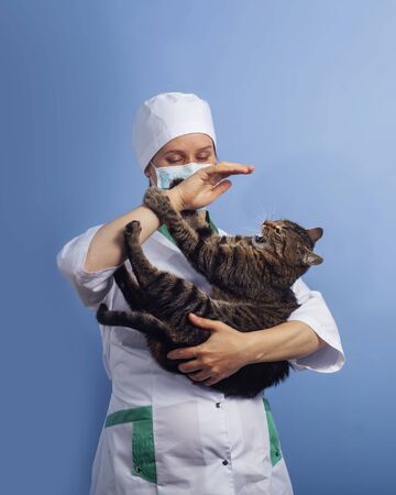 Veterinarian doctor in safety mask with catの写真素材