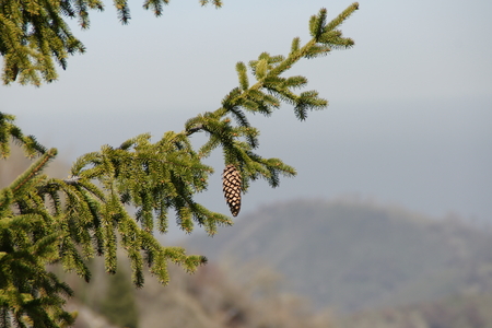 Beautiful tree in Belin travelling with kids and whole familiy to vacationの写真素材