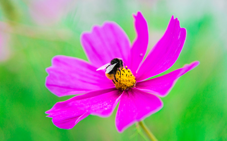 Flower with Beeの写真素材