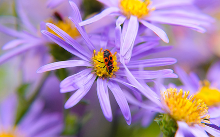 red beetle on lilac flowerの写真素材