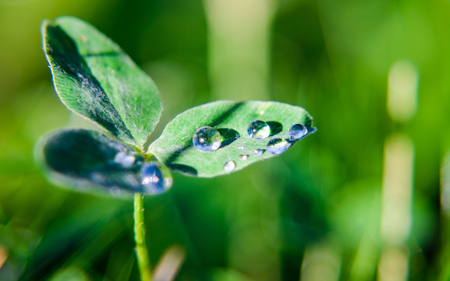 drop of water on the grassの写真素材