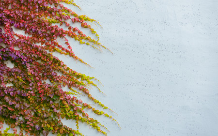 Wild grapes red autumn, to the house wallの写真素材