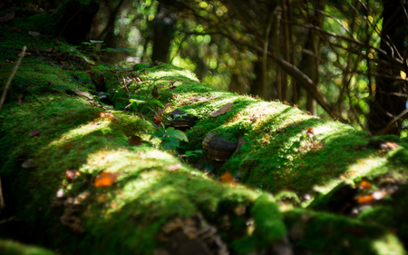 old log overgrown with mossの写真素材