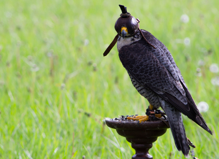 Portrait of falcon with a leather hood. Falcon on a stand, light green background.の写真素材