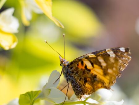Beautiful butterfly looking up, ready to jump to the next flower.  Macro of a Painted Lady butterfly (vanessa cardui) feeding on jasmine flowers.の写真素材