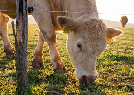 Cattle grazing behind an electric fence at sunrise. Morning pasture.の写真素材