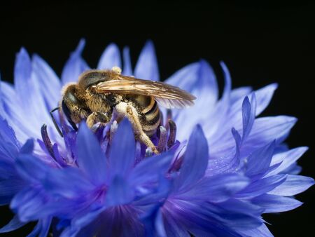 Honey bee collecting pollen in the evening. Honeybee on cornflower macro.の写真素材