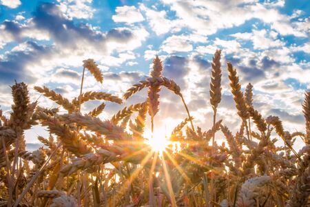 Sunset over a wheat field in summer. Golden wheat ears and lens flare.の写真素材
