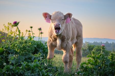 Monday morning. Cute calf yawning at sunrise.の写真素材