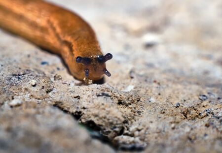 Spanish Slug (Arion vulgaris) crawling in garden soil. Slug close-up.の写真素材
