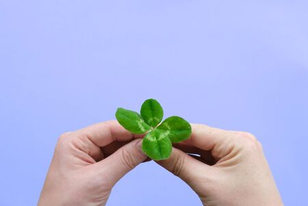 Hands holding a four leaf clover, lavender background, copy space.の写真素材