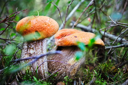 Two orange cap mushroom growing in the forest during autumn.
