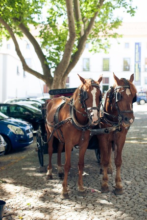 pair of horses in harness on city streetの写真素材