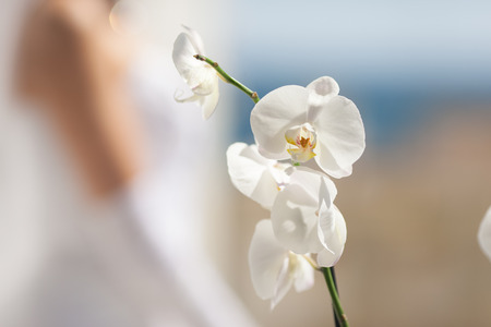Orchid flower in front of the bride in a white dress close-upの写真素材