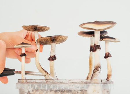 Hards picking magic psilocybin mushroom into box close upの写真素材