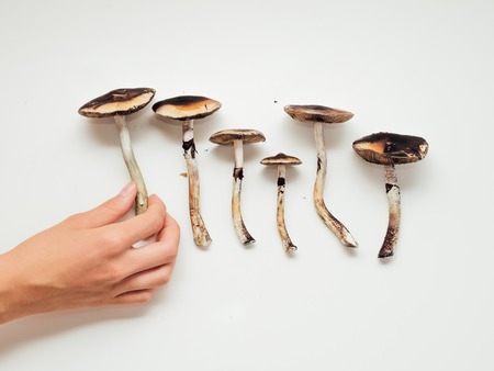 Girls gand holding psilocybin mushrooms on white backgroundの写真素材