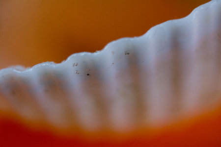 Macro shot of a seashell on an orange background. Shallow depth of field.の写真素材