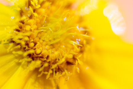 Macro of yellow zinnia flower, shallow depth of fieldの写真素材