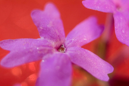 macro of small purple flowers on a red background with water dropsの写真素材