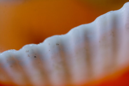 Macro shot of seashells in orange background. Shallow depth of field.の写真素材