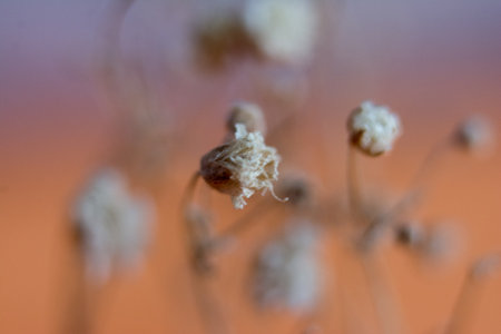 Dry flax flowers with blurred background. Shallow depth of fieldの写真素材