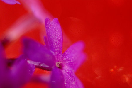 purple flower on a red background with water droplets. macroの写真素材