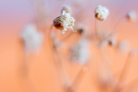 Macro image of dry grass on blurred orange background. natural backgroundの写真素材