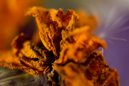 Dried flower on a blurred background. Close-up. Macroの写真素材