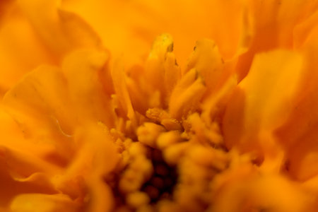 Macro shot of marigold flower, shallow depth of fieldの写真素材