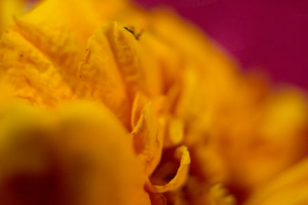 Close up of marigold flower with shallow depth of field.の写真素材