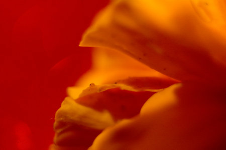 Macro of orange flower petals on a red background. Shallow depth of fieldの写真素材
