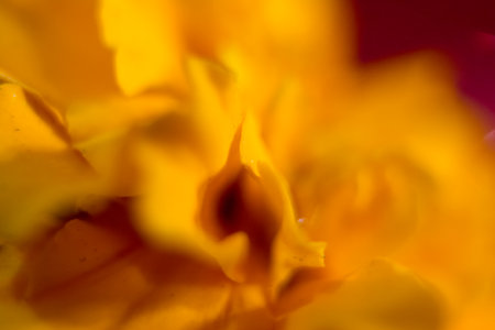 Macro shot of a yellow marigold flower with blurred backgroundの写真素材