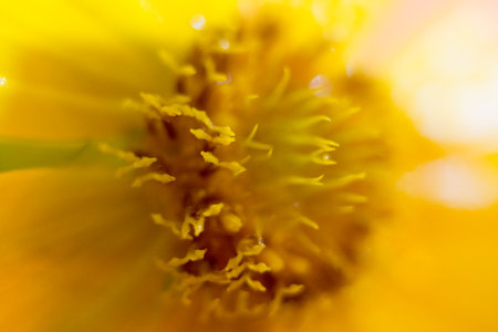 Close up of yellow flower with shallow depth of field, abstract backgroundの写真素材