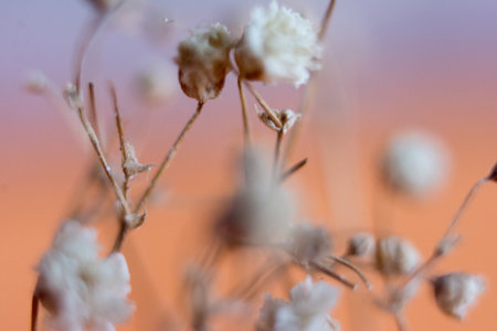 Macro. Selective focus.の写真素材