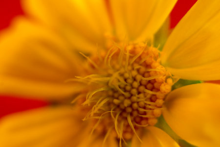 Close up of a yellow cosmos flower with orange petals on red backgroundの写真素材