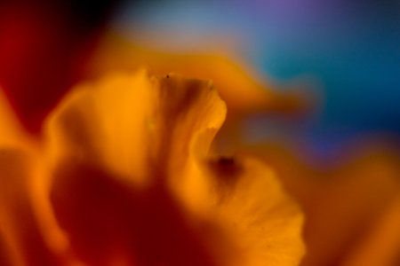 Macro shot of an orange poppy flower with a blurred background.の写真素材