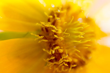 Close up of yellow cosmos flower. Macro shot of yellow cosmos flower.の写真素材