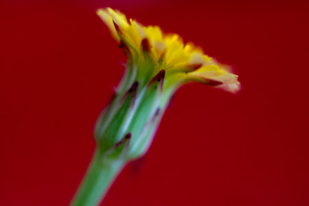 Macro of a yellow flower on a red background. Shallow depth of fieldの写真素材
