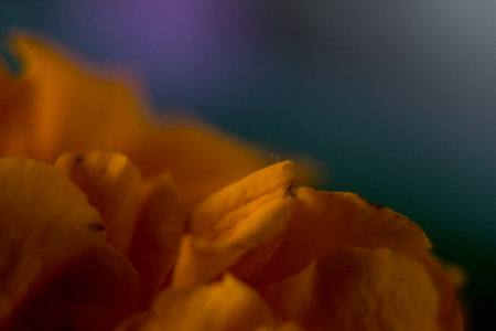 Close up of orange rose petals on dark background. Shallow depth of field.の写真素材