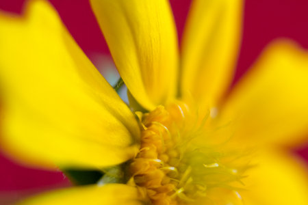 Close up of a yellow daisy flower with a red background.の写真素材