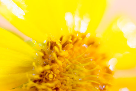 Close up of yellow flower petals and stamens. Macroの写真素材
