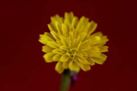 Macro shot of a yellow marigold flower on a red backgroundの写真素材