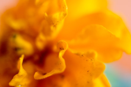 Macro shot of yellow marigold flower. Shallow depth of fieldの写真素材