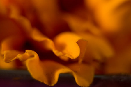 Close up of orange marigold flower petals on black backgroundの写真素材