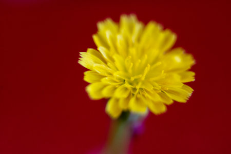 Yellow flower on a red background. Macro. Selective focus.の写真素材