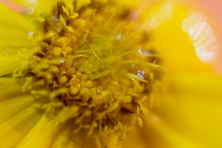 Macro of a yellow zinnia flower (Zinnia elegans)の写真素材