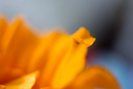 Close up of orange marigold flower. Shallow depth of field.の写真素材